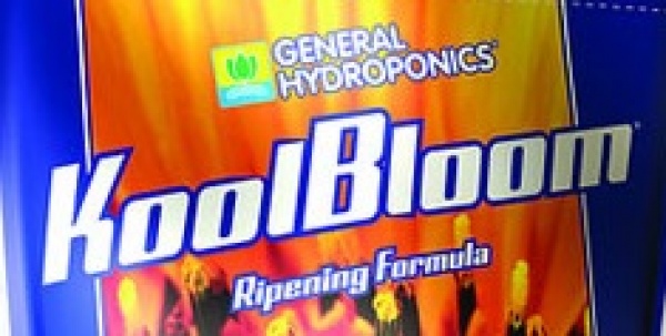 GH DRY Kool Bloom 100g