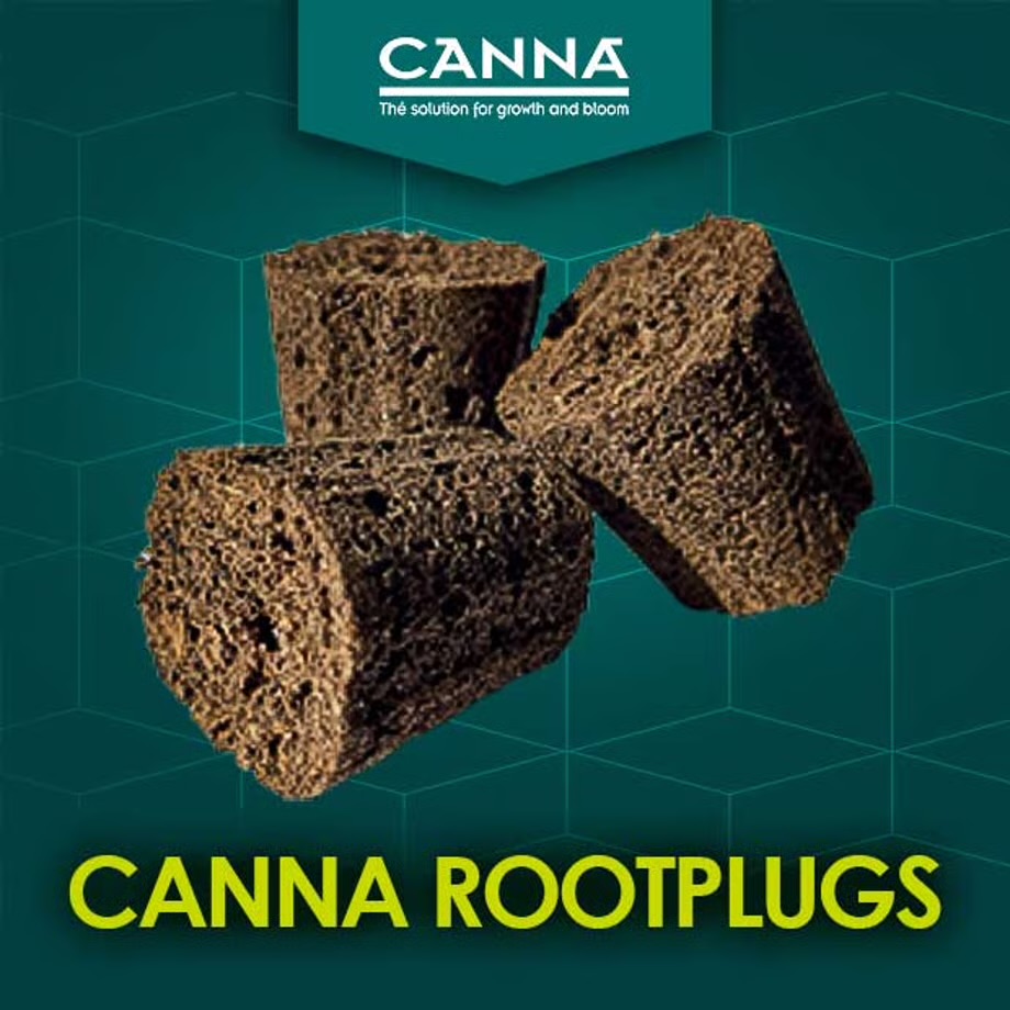 CANNA Rootplugs50個